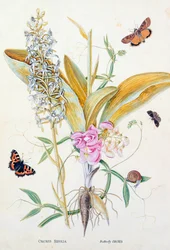 Orchidee: Bifolia (Schmetterlingsorchidee), Druck, ca. 1860
